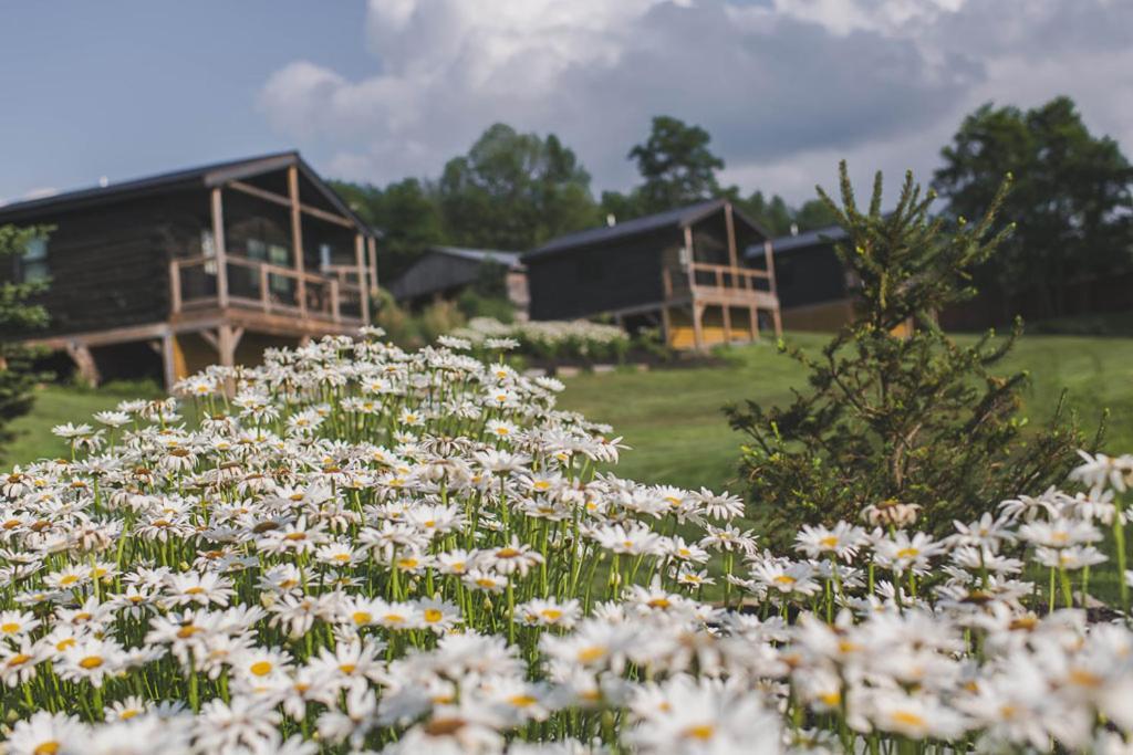 Holiday park Micro - Camp Bluestone *